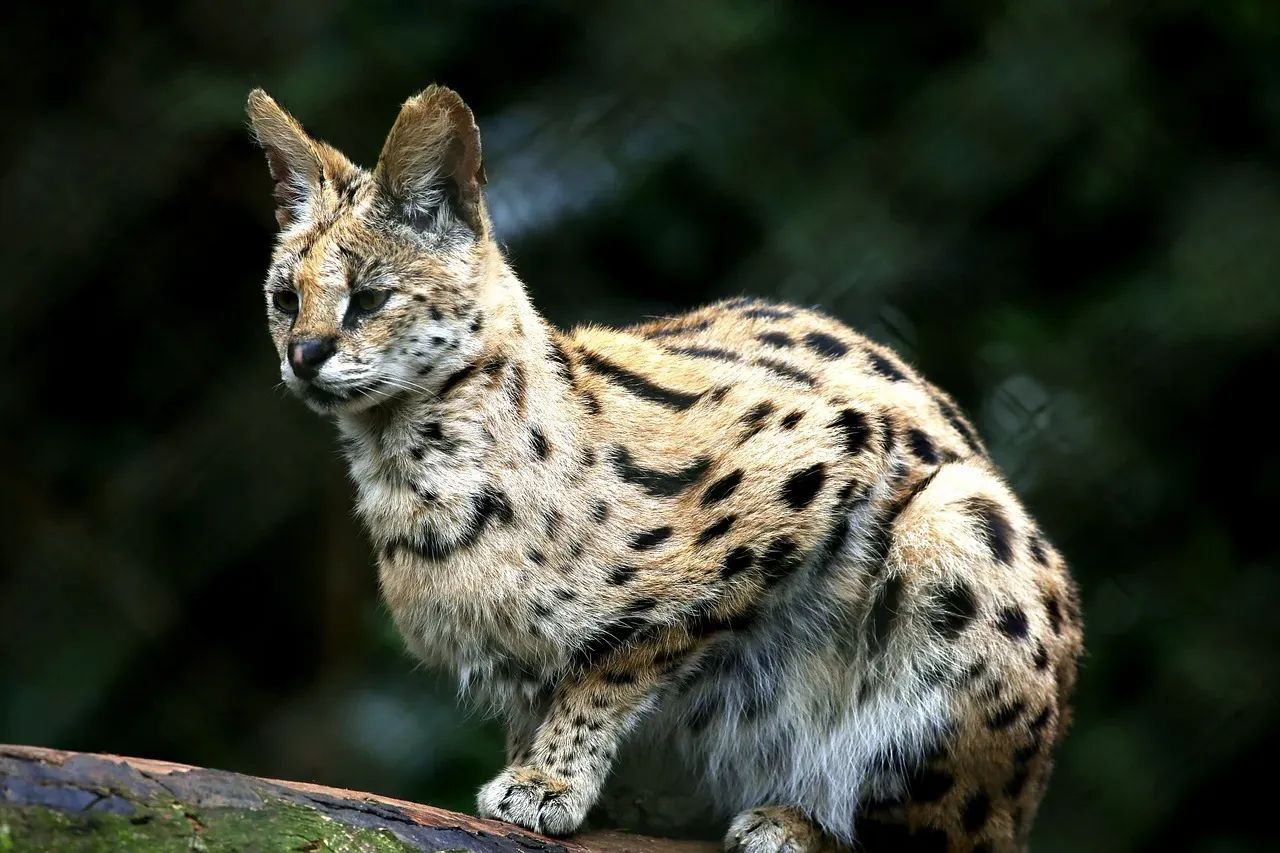 Water's Depth: The Ocelot's Mysterious Nature (Image Credits: Pixabay)