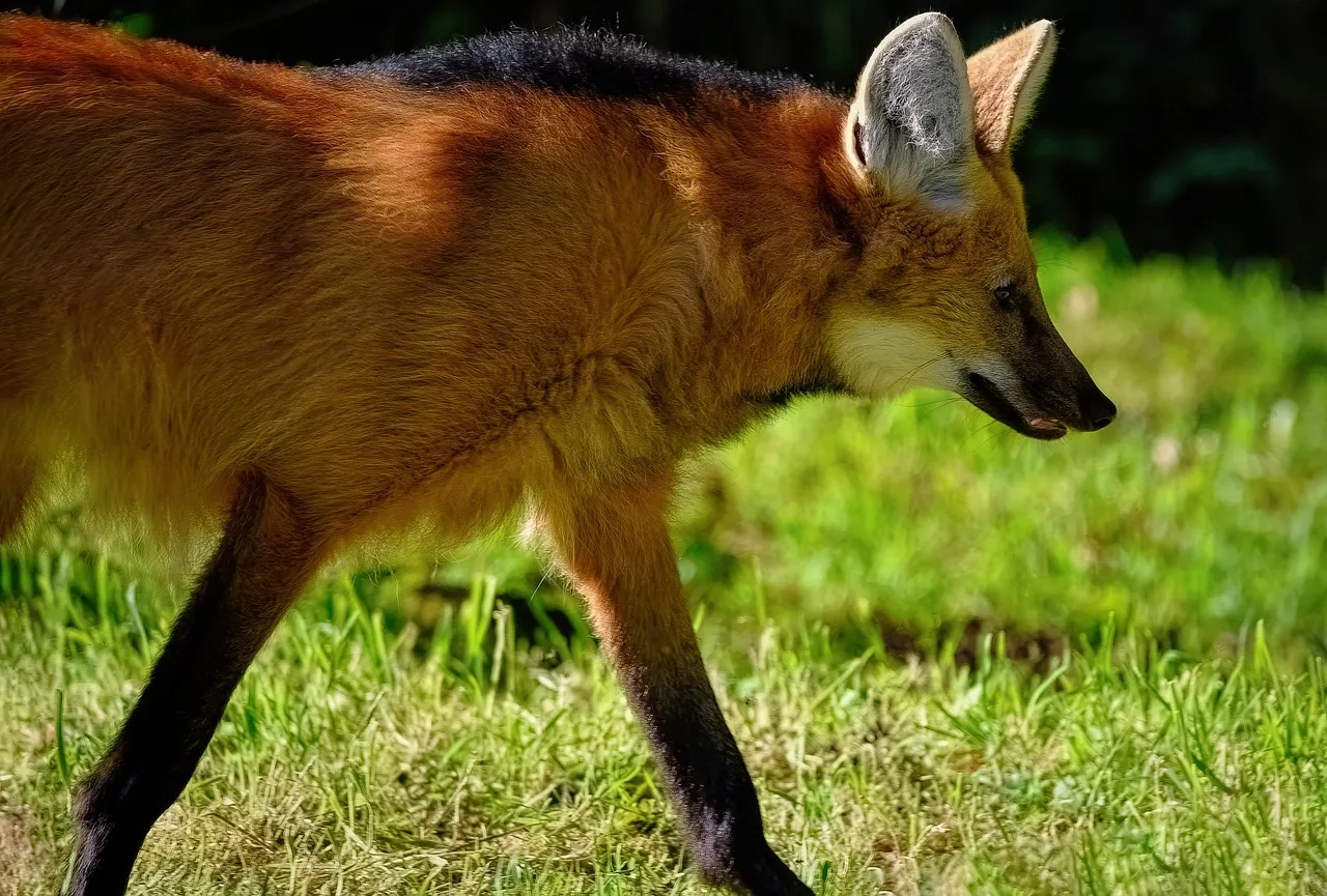 4. It hunts and lives mostly alone, unlike pack wolves and crafty fox families (Image Credits: Pixabay)