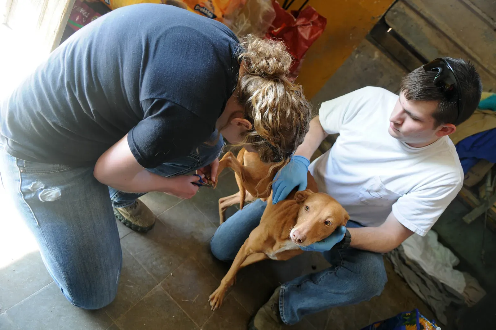 Shelter Pets Are Always Dirty and Poorly Cared For (Image Credits: Wikimedia)