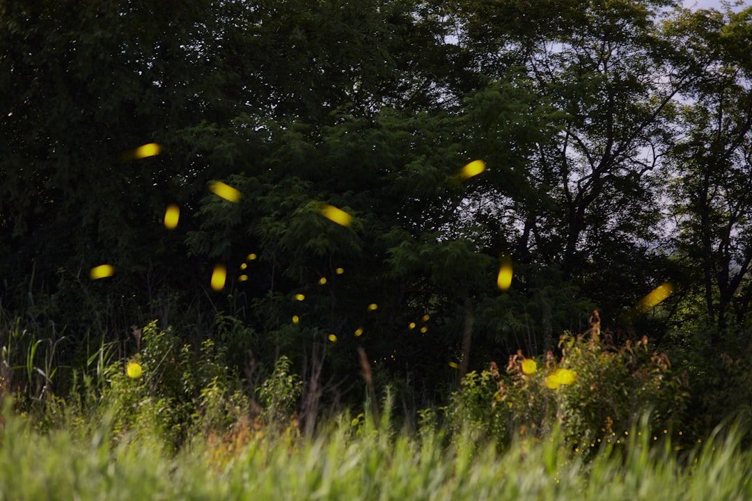 The Dark Side of Firefly Romance (Image Credits: Unsplash)