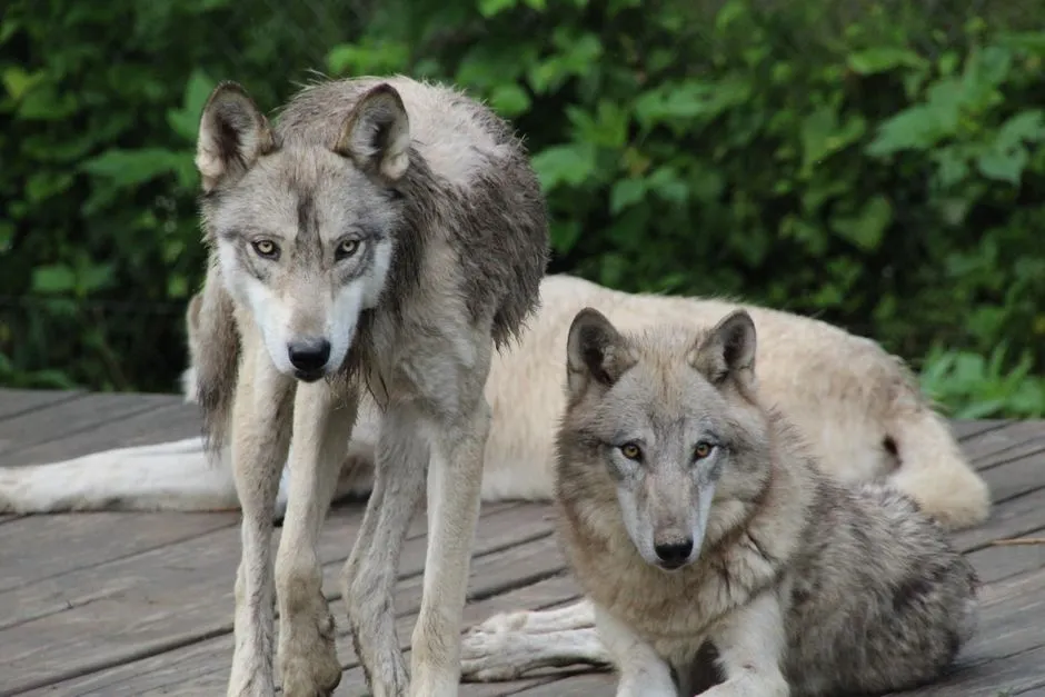 #2 Where the alpha myth actually came from (Image Credits: Pexels)
