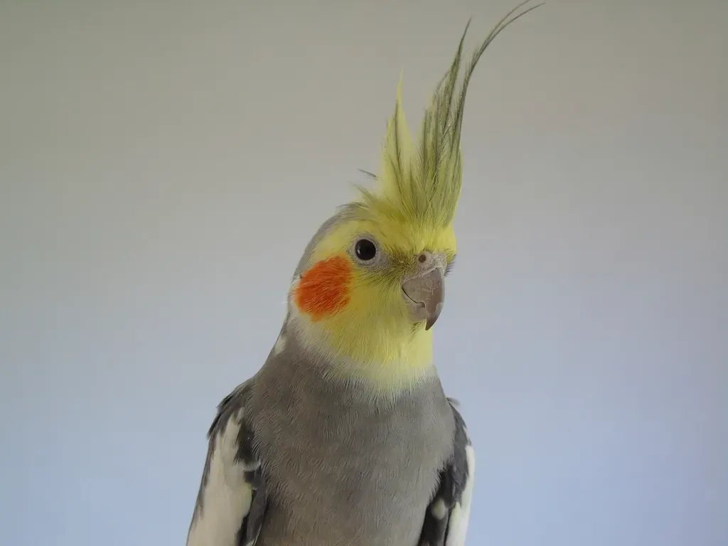 #7 - Cockatiel (Image Credits: Rawpixel)