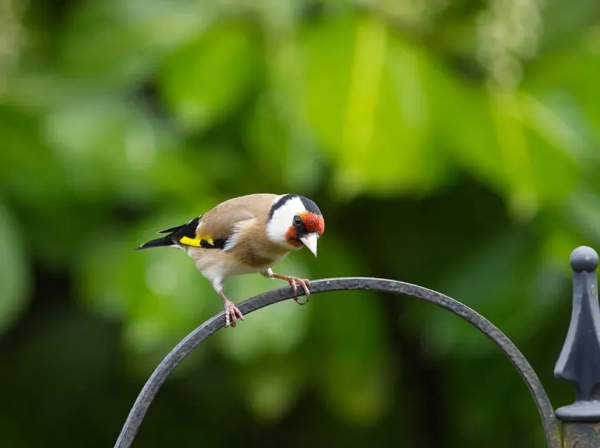 #1 - A Too-Tidy Garden Removes the Food Source Birds Actually Prefer (Image Credits: Pexels)