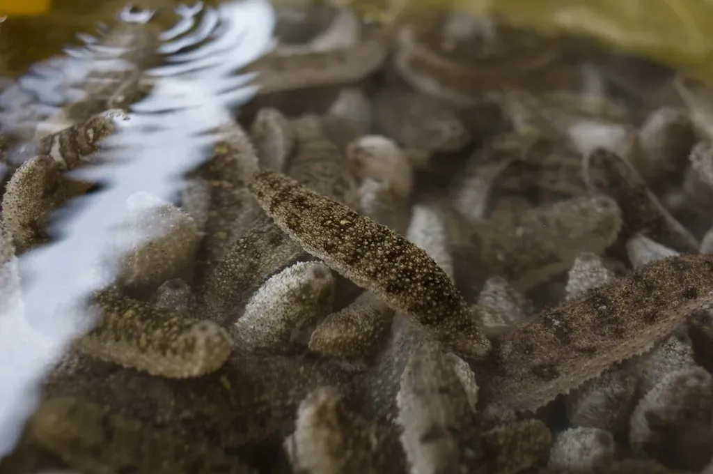Sea Cucumbers Can Liquefy and Solidify Their Bodies at Will (Image Credits: Flickr)