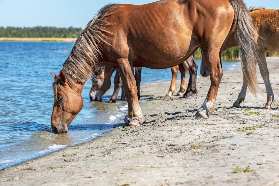 #12 - Clean, Regular Manure and Easy Drinking (Image Credits: Unsplash)