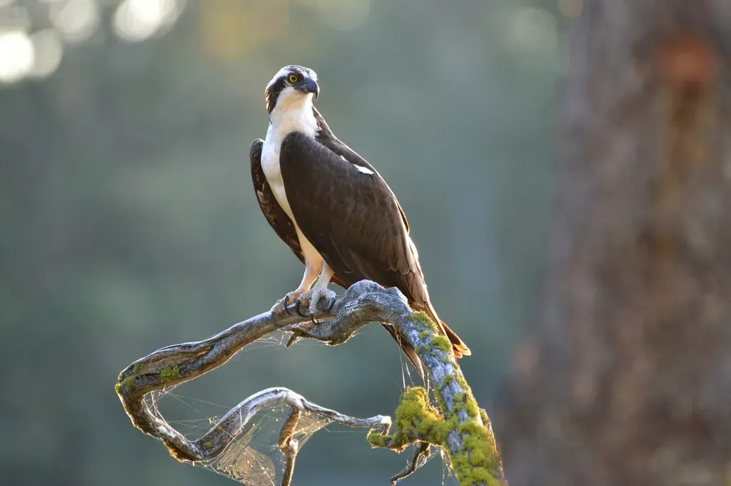 What Ospreys Teach Us About Our Own Relationship With Rivers (Image Credits: Rawpixel)