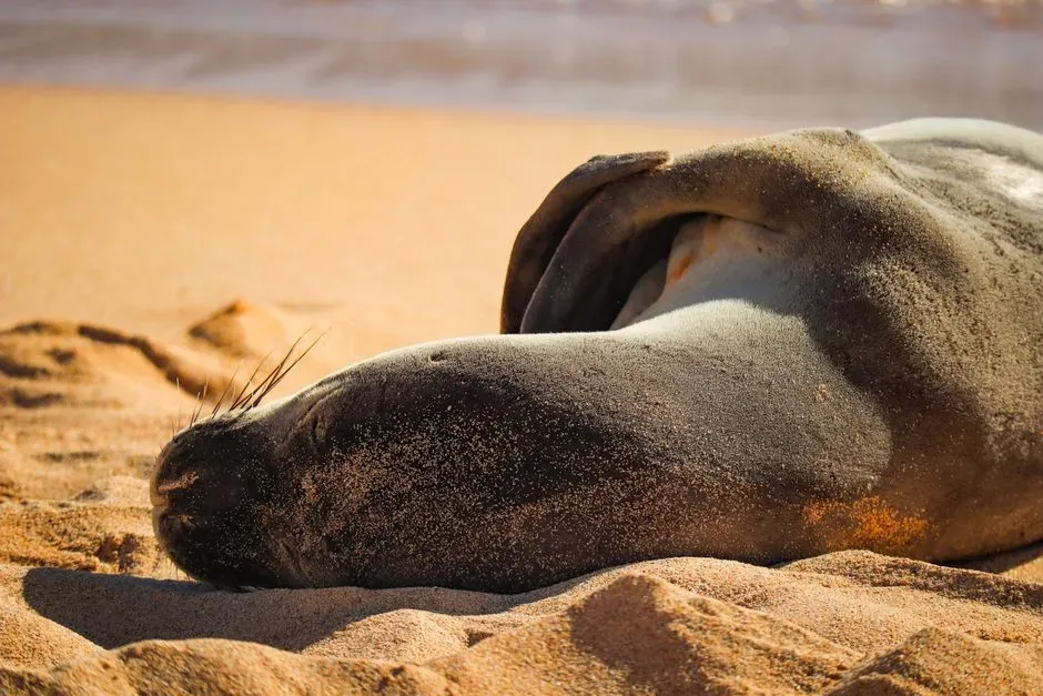 Hawaiian Monk Seal: An Ancient Species Facing Modern Threats (Image Credits: Pexels)