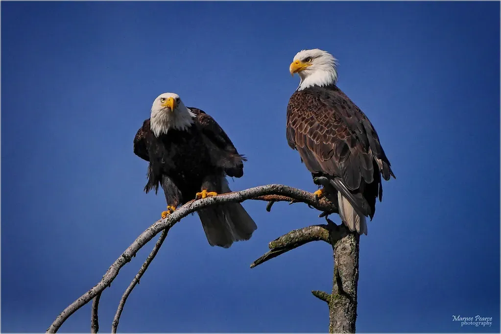 8. Bald Eagle: Alaska's Ultimate Sky Ruler (marneejill, Flickr, CC BY-SA 2.0)