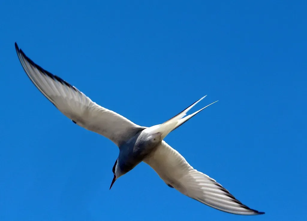 #9 Sagittarius (November 22 – December 21): The Arctic Tern (irio.jyske, Flickr, CC BY 2.0)