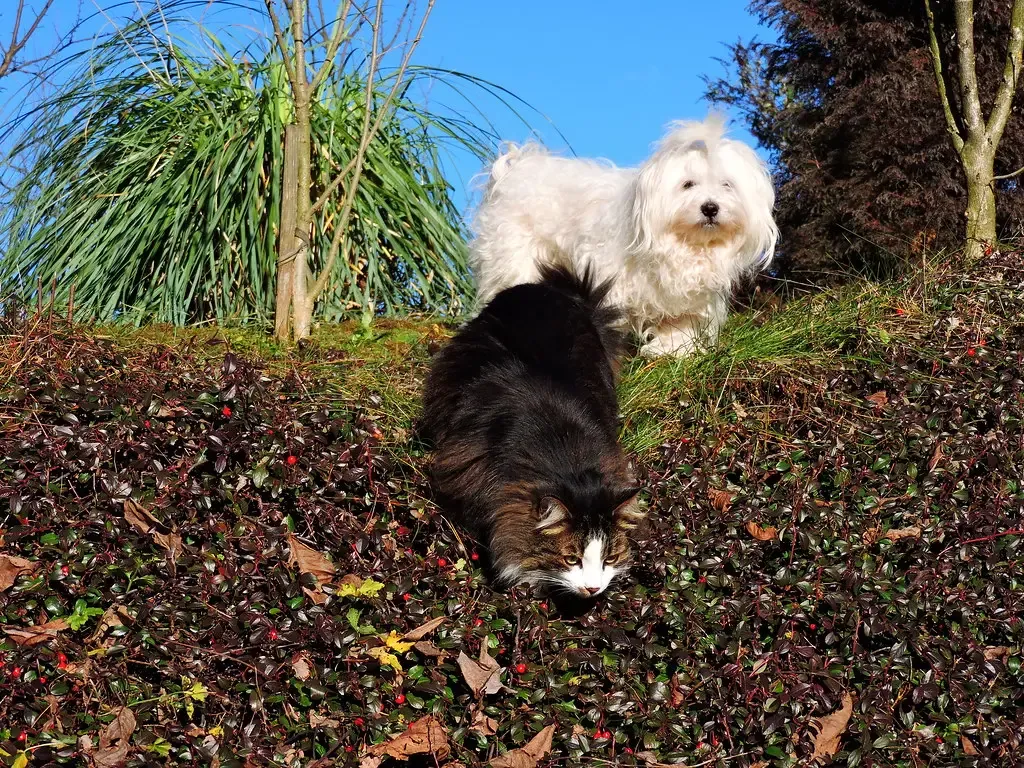 9. Maltese: Impeccable Manners, Impeccable Company (Uros_N, Flickr, CC BY 2.0)