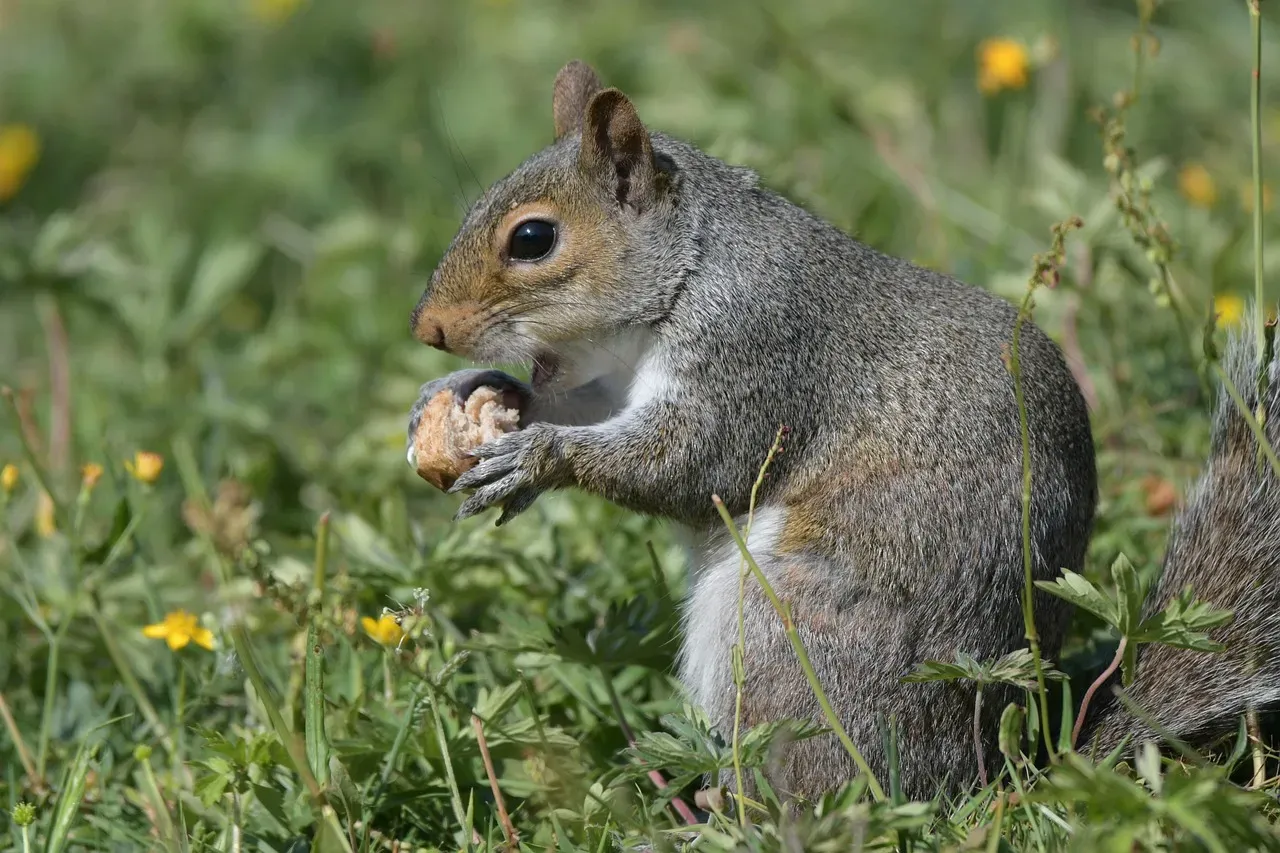 Squirrels: Memory Masters with Cognitive Maps (Image Credits: Pixabay)