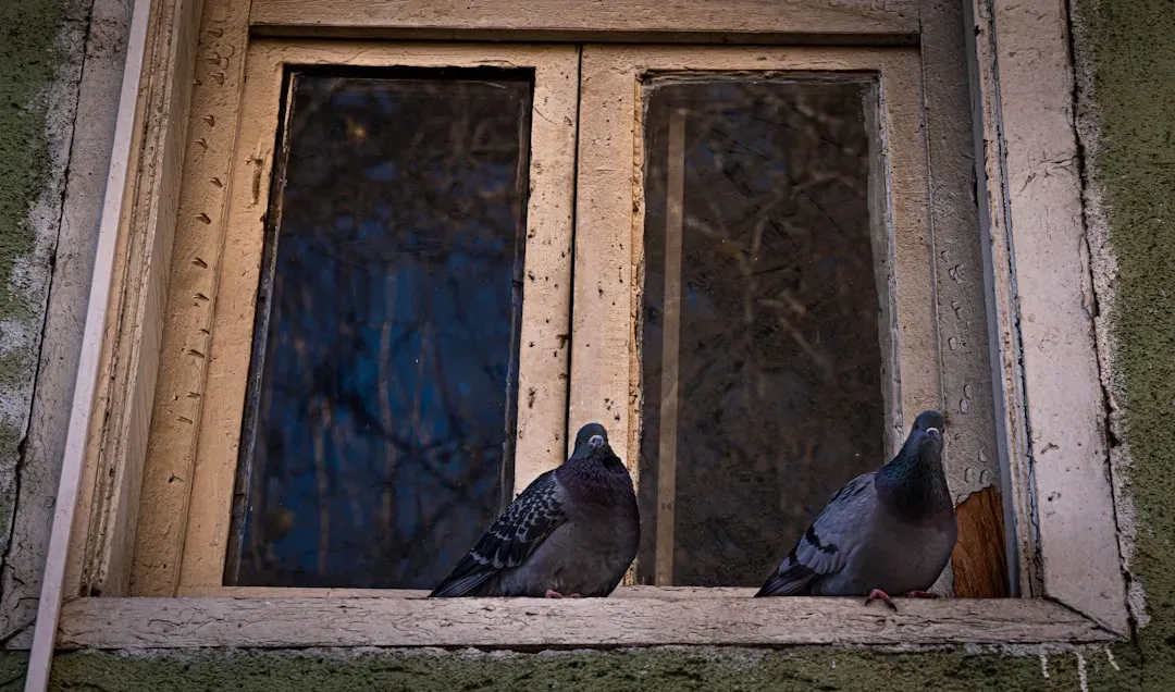 #3. The Glass Problem: A Barrier Birds Cannot See (Image Credits: Unsplash)