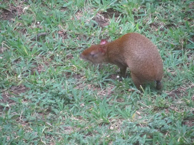Conclusion: The Small Creature With an Outsized Threat (wallygrom, Flickr, CC BY-SA 2.0)