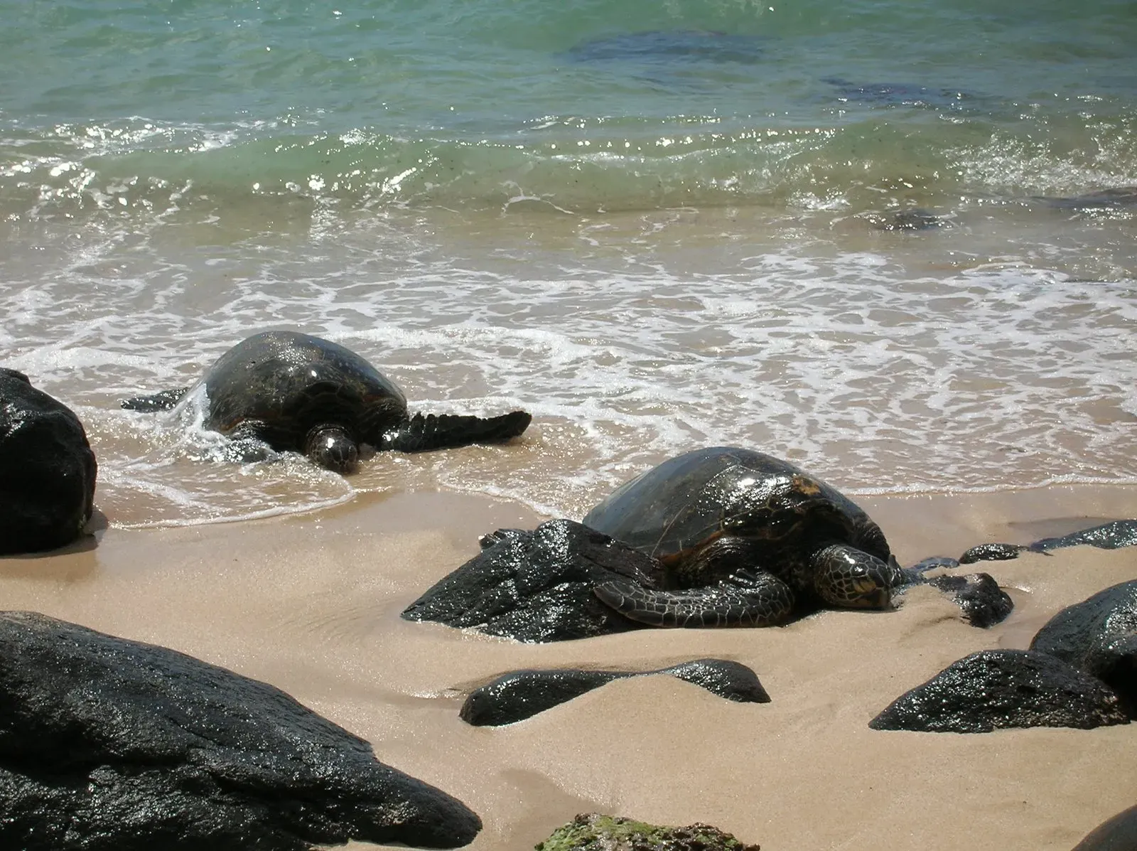 Green Sea Turtles: Marine Reptiles Reclaim Nesting Beaches (Image Credits: Wikimedia)