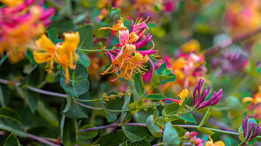 #10 - Coral Honeysuckle & Crossvine vs. Boxwood (Evergreen Desert) (Image Credits: Unsplash)