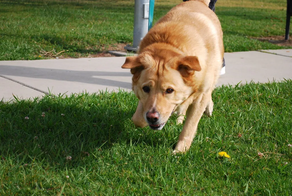 #18 - Not Every Dog Actually Wants a Dog Friend (tracie7779, Flickr, CC BY-SA 2.0)