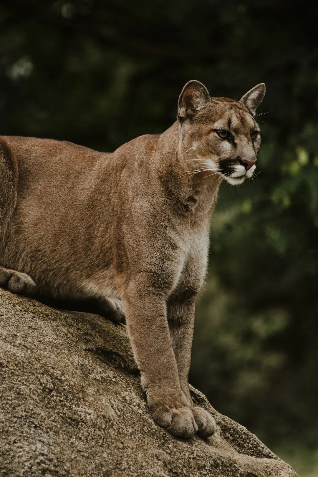 Survival on the Edge: The Invisible Threats Closing In (Image Credits: Unsplash)