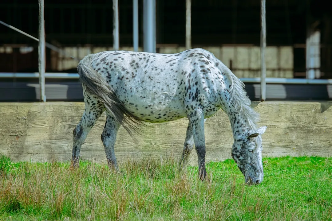 #15 - Appaloosa: The Spotted Realist Who Usually Tolerates Your Learning Curve (Image Credits: Unsplash)