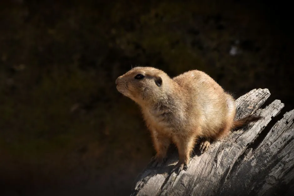Talking In Code: The Hidden Complexity Of Animal Communication (Image Credits: Pexels)