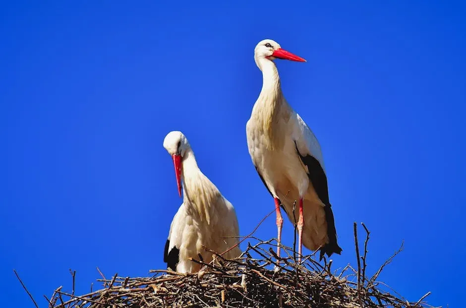 What Keeps These Birds Living So Long (Image Credits: Pexels)