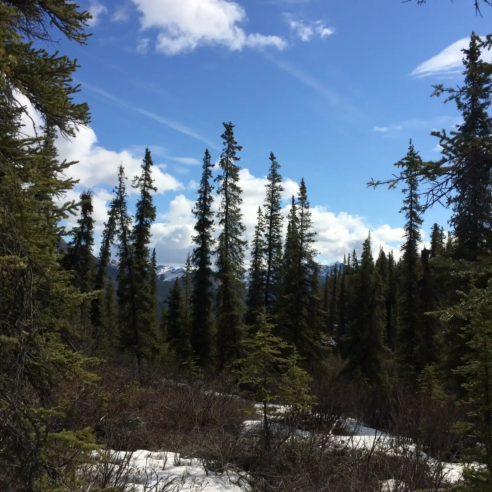 Denali National Park, Alaska &ndash; Land of the Big Five (Image Credits: Wikimedia)