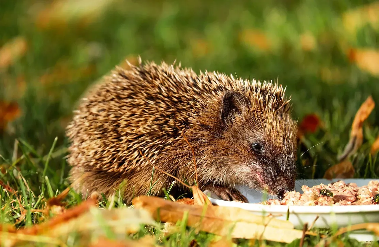 They Can Squeeze Through Impossibly Small Gaps (Image Credits: Pixabay)