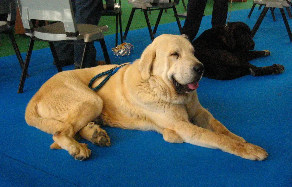 The Spanish Mastiff: The Low-Bark, High-Impact Guardian (Image Credits: Wikimedia)