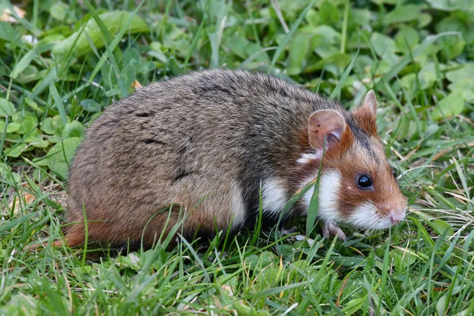 They’re Satisfying Natural Digging and Nesting Instincts (Image Credits: Pexels)