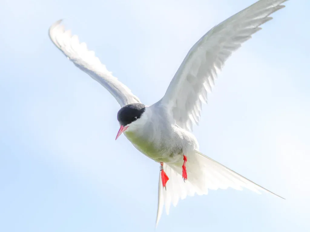 Sagittarius (November 22 &ndash; December 21): The Arctic Tern (the tinz, Flickr, CC BY 2.0)