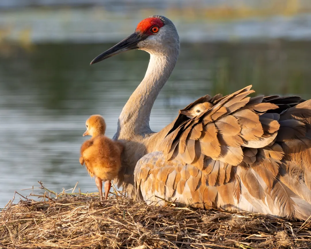 #2 Roosting Together in Shallow Water (Image Credits: Unsplash)