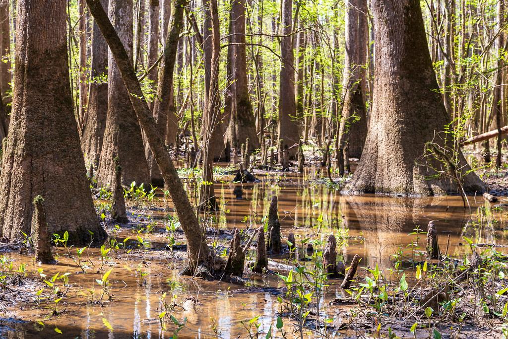 Congaree National Park, South Carolina (Image Credits: Flickr)