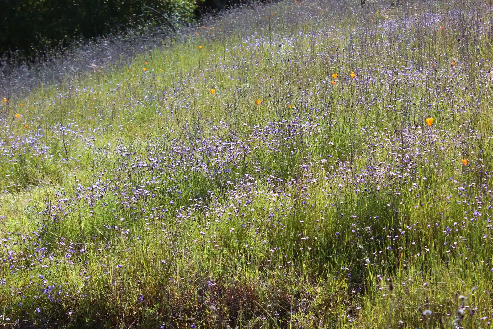 13. Planting Non-Native or Hybrid Flowers (By Annette Teng, CC BY 3.0)