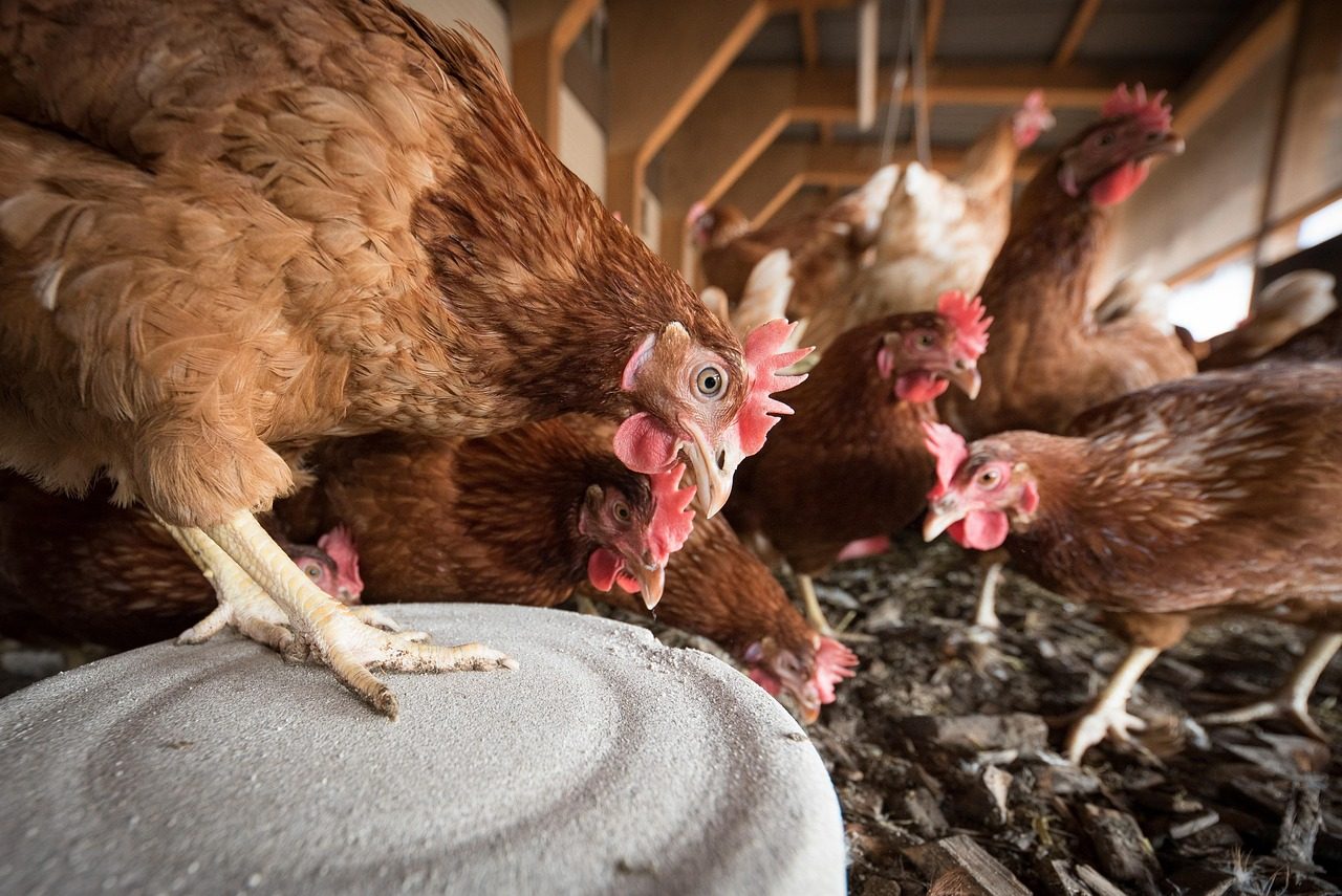 Insufficient Lighting for Egg Production (Image Credits: Pixabay)