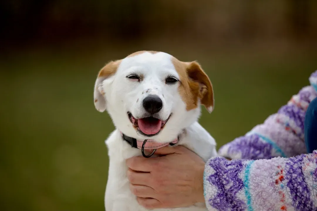 Raising Their Eyebrows and Smiling at You (Image Credits: Unsplash)