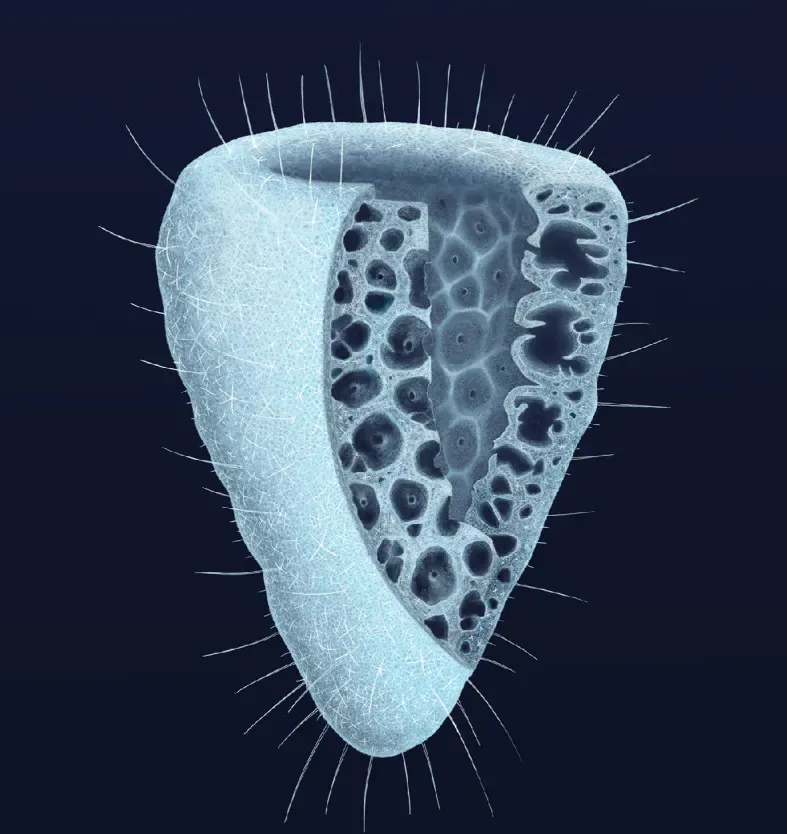 Glass Sponges (Image Credits: Wikimedia)