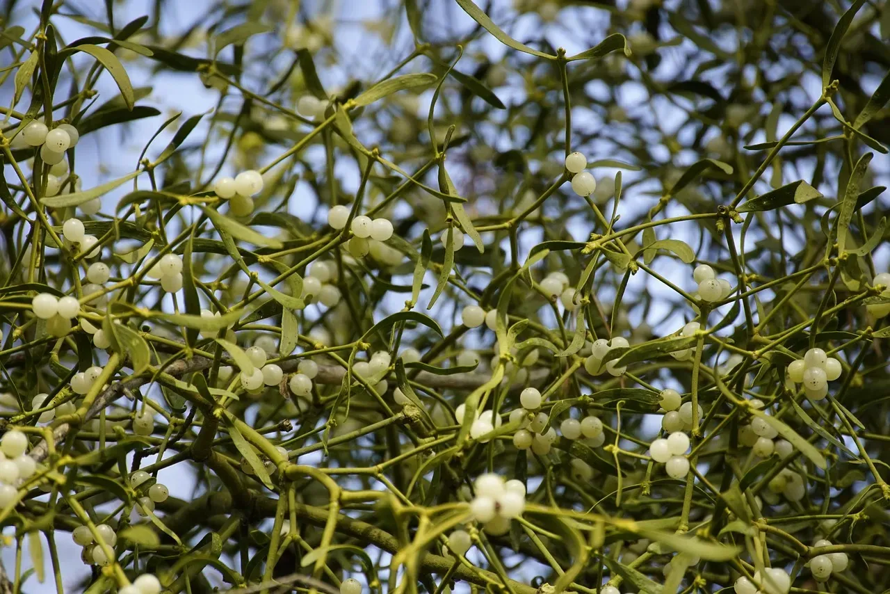 3. Mistletoe: The Kiss of Peace (Image Credits: Pixabay)