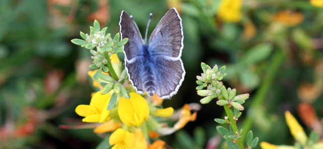 Palos Verdes Blue Butterfly (Image Credits: Wikimedia)
