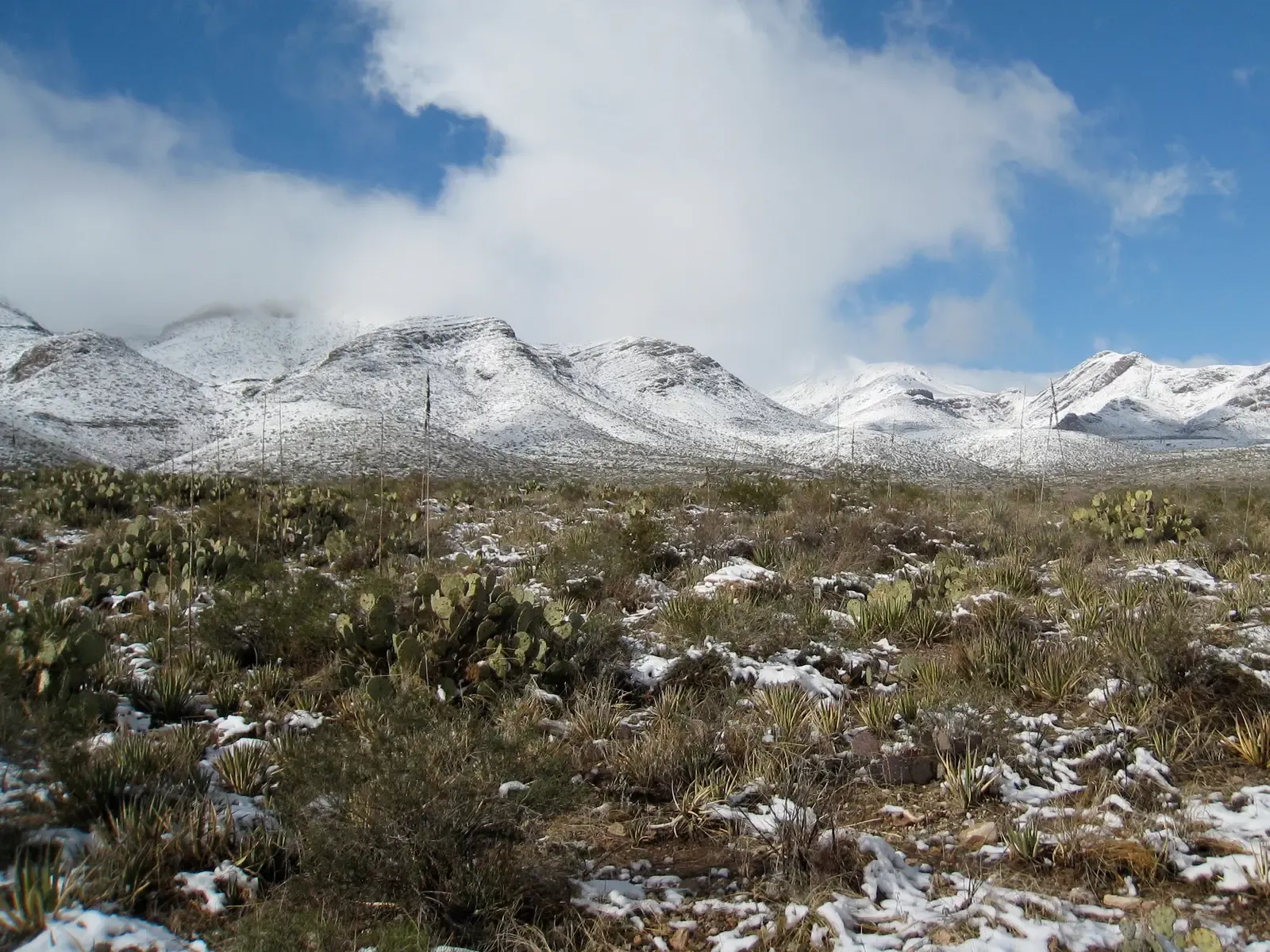 Castner Range National Monument: A Texas Wildlife Corridor (Image Credits: Wikimedia)
