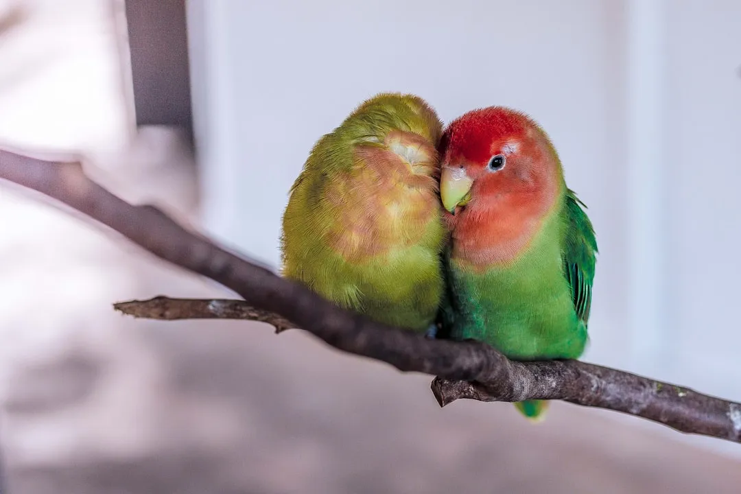 #6 - Lovebirds: Literally Pining Away (Image Credits: Unsplash)