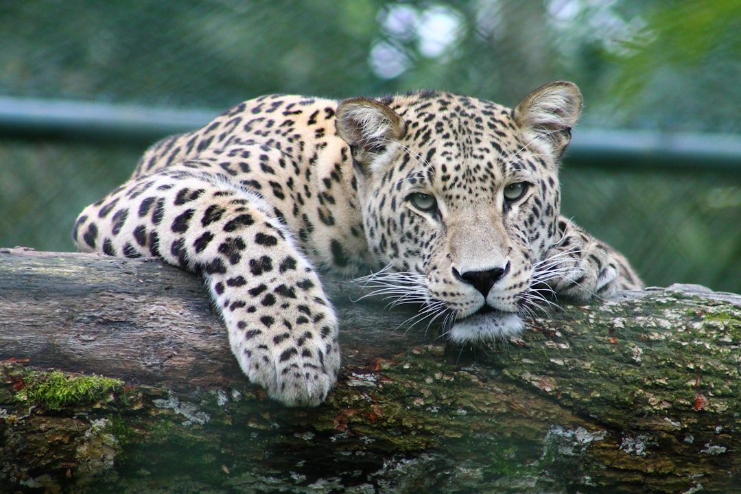 The Sunda Clouded Leopard: Island Phantom (Image Credits: Unsplash)