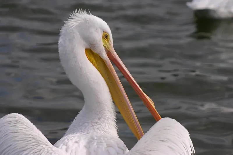 8. American White Pelican: A Spectacular Migrant Returns (Rictor Norton & David Allen, Flickr, CC BY 2.0)