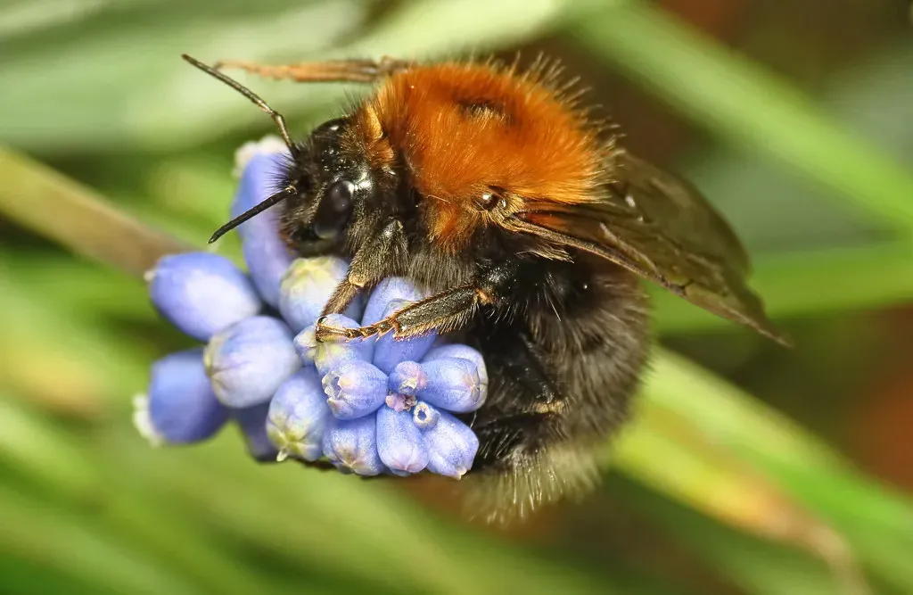 #10 Leaving No Room for Ground-Nesting Insects (Martin Cooper Ipswich, Flickr, CC BY 2.0)