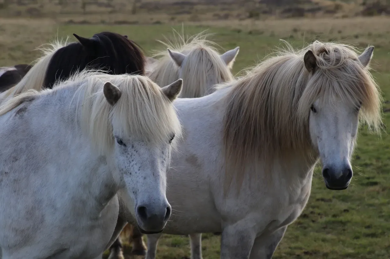 Aquarius: The Unique Icelandic Horse (Image Credits: Pixabay)