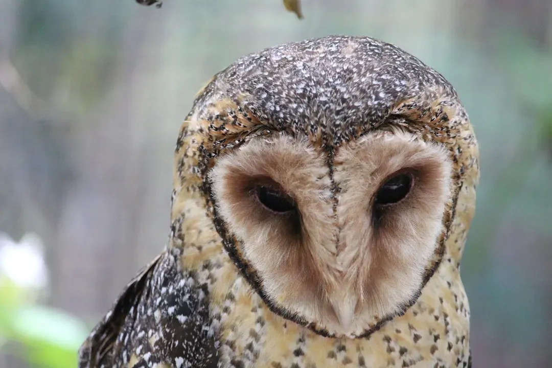Aquarius: The Owl Sees What Others Miss (Image Credits: Unsplash)