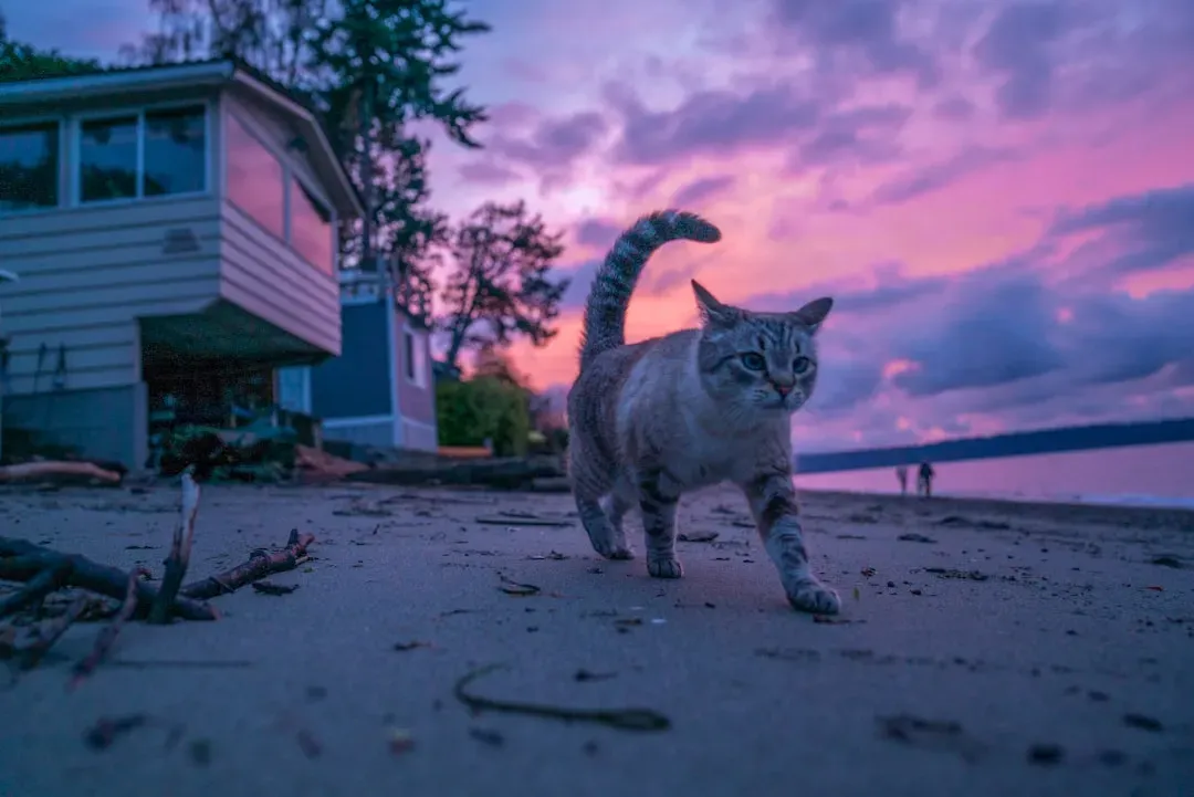 Daily Routines That Fuel the Midnight Sprints (Image Credits: Unsplash)