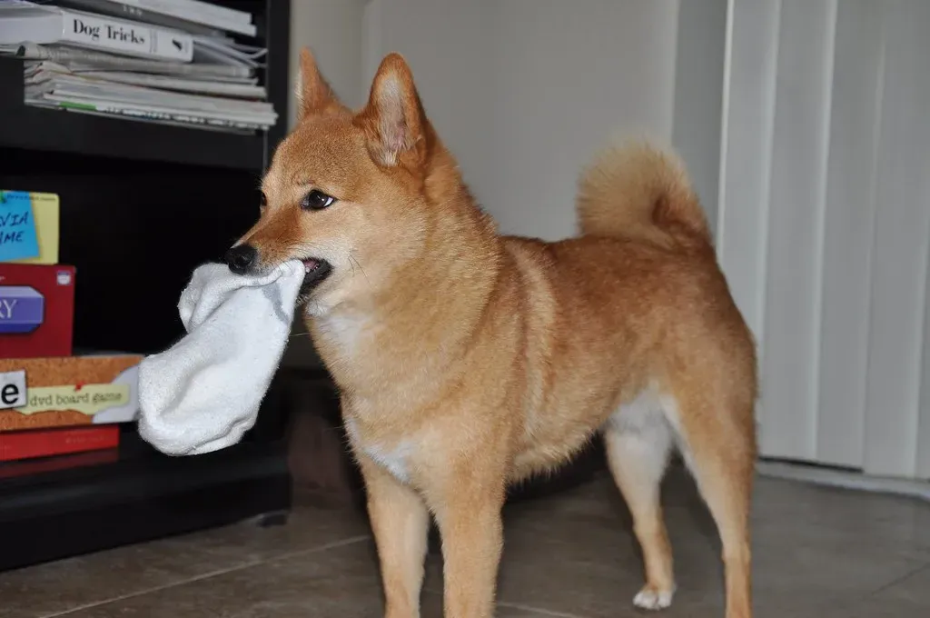 3. Stealing Your Socks and Dirty Laundry (Image Credits: Flickr)