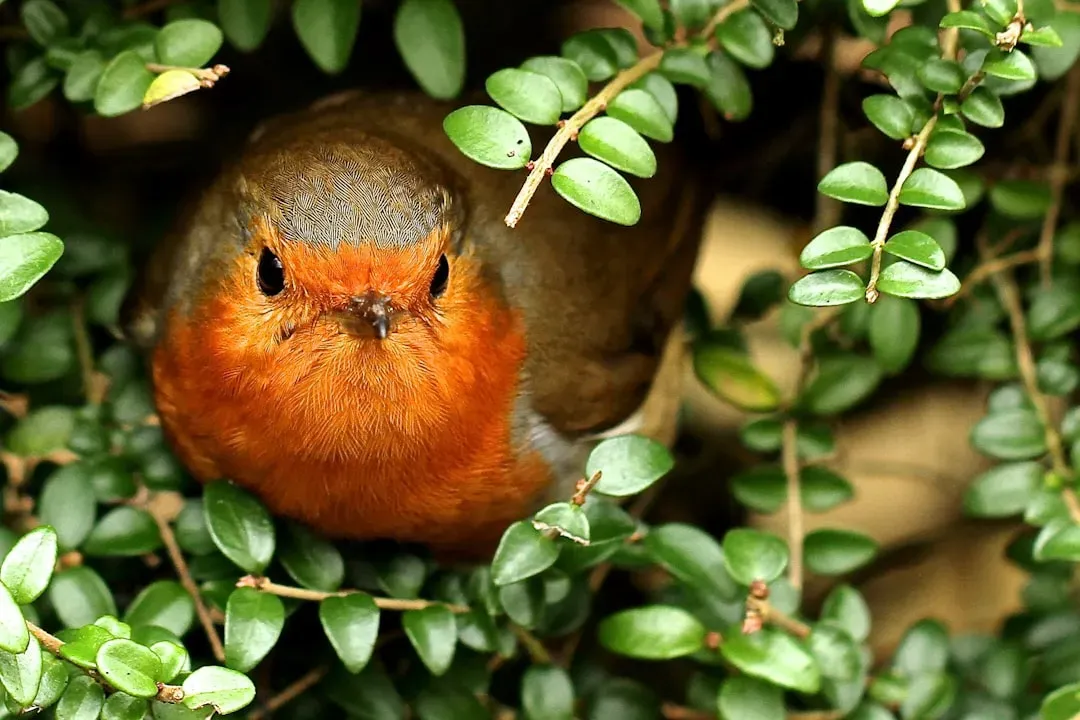 They Build Nests Low in Dense Cover (Image Credits: Unsplash)
