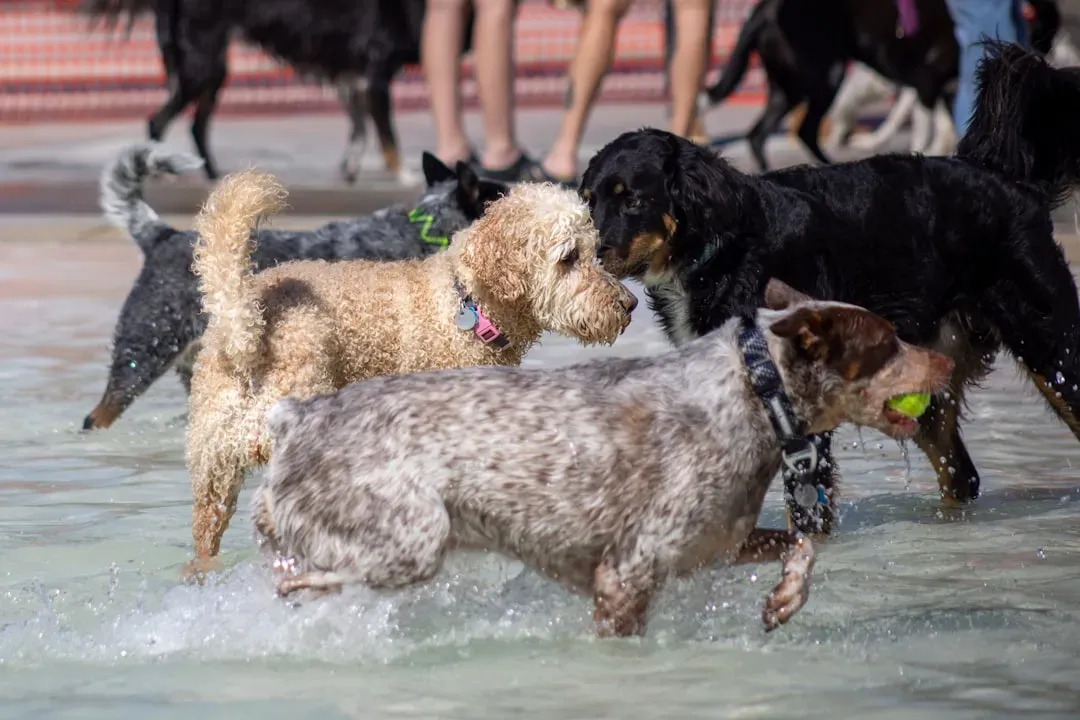 Breed Differences That Actually Matter (Image Credits: Unsplash)