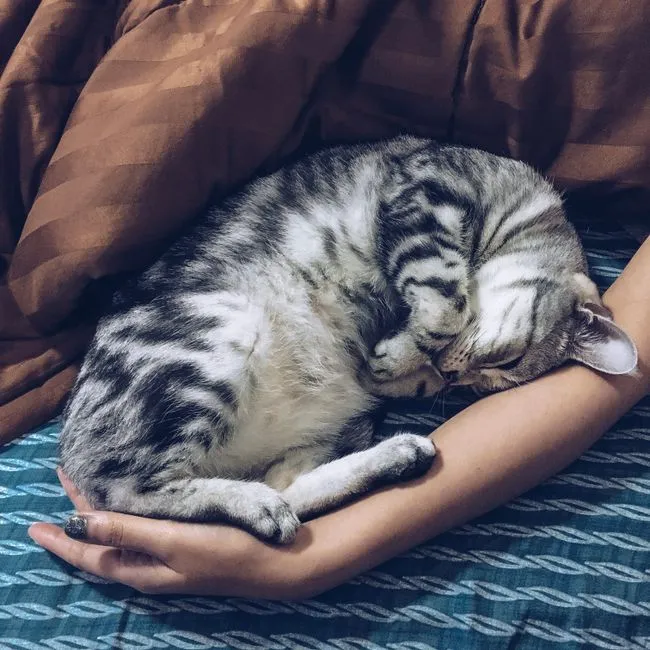 Shared Sleeping Spaces (Image Credits: Pexels)