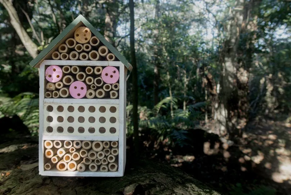 #6 Install Native Bee Hotels Thoughtfully (or Go Natural Instead) (Image Credits: Pexels)
